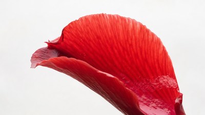 Red Flower Petal Closeup