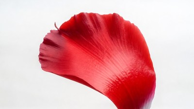 Red Flower Petal on White