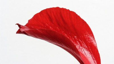 Red Hibiscus Flower Petal