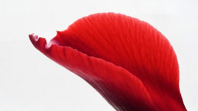 Red Leaf on White Background