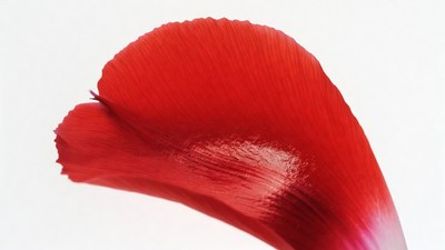 Red Flower Petal on White Background