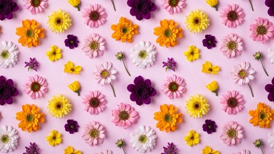 Colorful Daisies on Pink Background