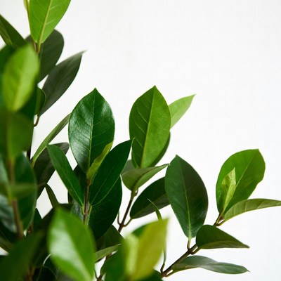 Ficus Plant Leaves on White Background