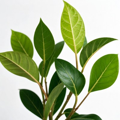 Green Ficus Leaves on White Background