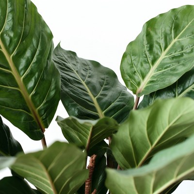 Lush Green Philodendron Leaves