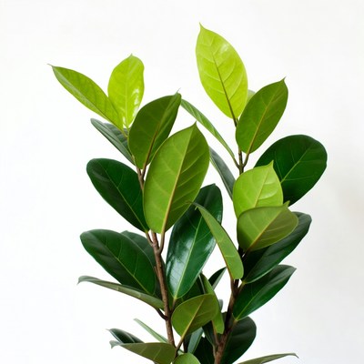 Ficus plant with green leaves
