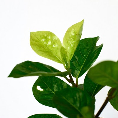 Fresh green plant leaves isolated