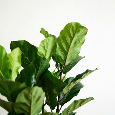 Fiddle Leaf Fig Leaves