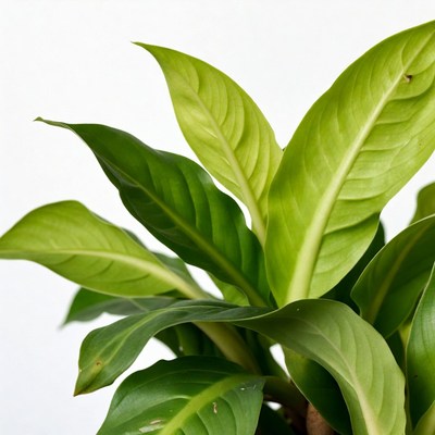 Green Philodendron Leaves on White Background