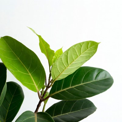 Green Ficus Leaves on White Background