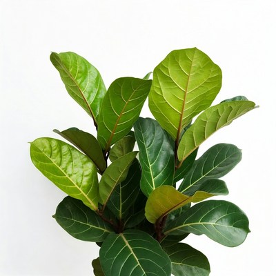 Ficus Lyrata Plant Isolated Background