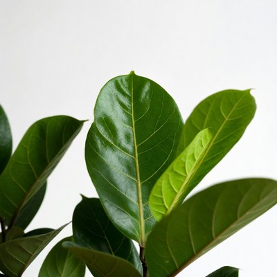 Ficus Lyrata Leaves on White Background