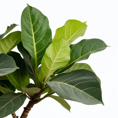 Green Ficus Leaves on White Background