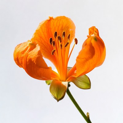 Orange flamboyant flower isolated