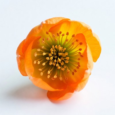 Orange Ranunculus Flower on White