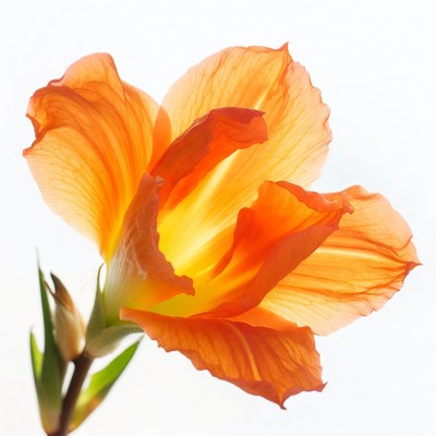 Orange Gladiolus Flower Bloom