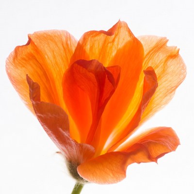 Orange California Poppy Flower