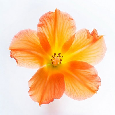 Orange Hibiscus Flower Isolated