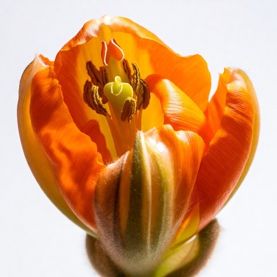 Open Orange Tulip Flower