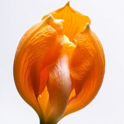 Orange Iris Flower Blooming