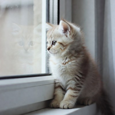 Kitten looking out window