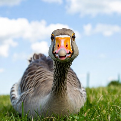 Goose with open beak on grass