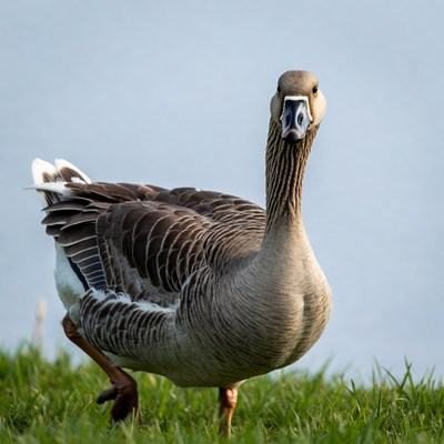Goose standing on grass