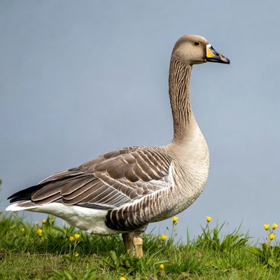 Tundra Goose standing in grass