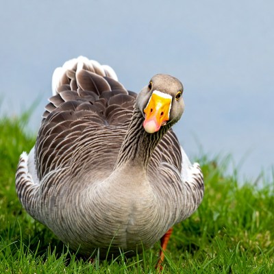 Greylag goose on grass
