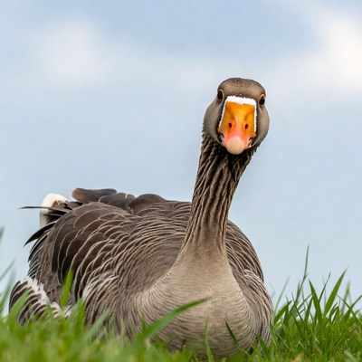 Greylag goose staring on grass