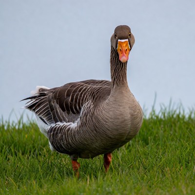 Goose standing on grass