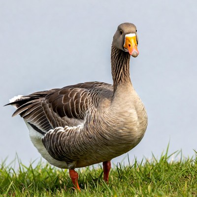 Greylag Goose Standing in Grass