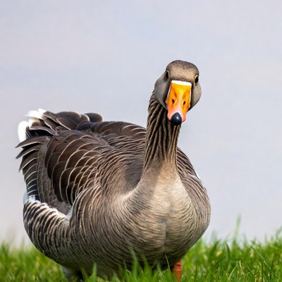 Greylag Goose Standing in Grass