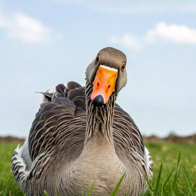 Goose staring with orange beak