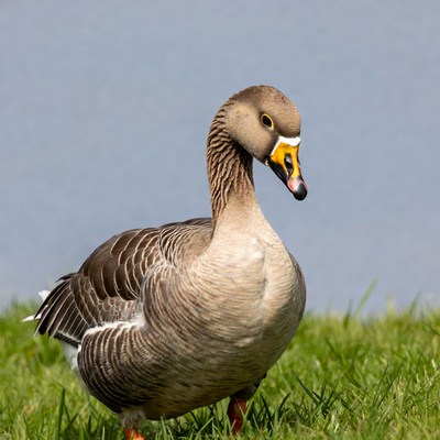 Greylag Goose Standing on Grass