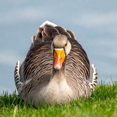 Greylag Goose on Grass