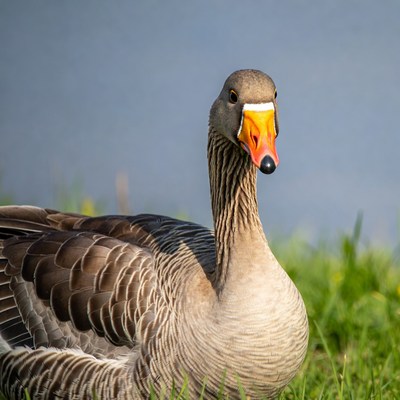 Greylag goose on grass