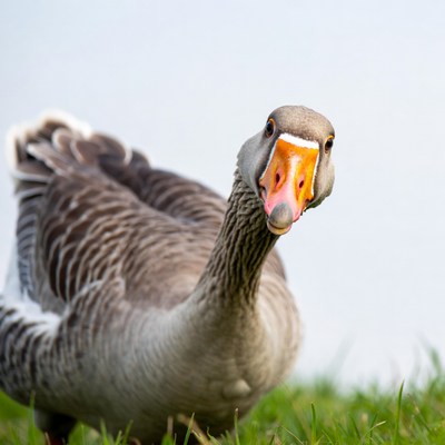 Close-up of gray goose on grass