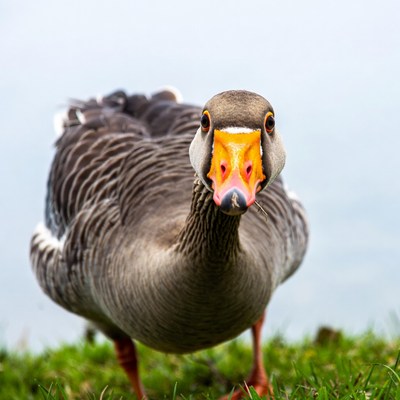 Close-up greylag goose facing forward