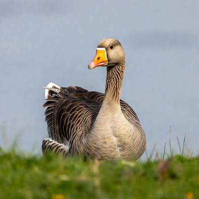 Greylag Goose Standing in Grass