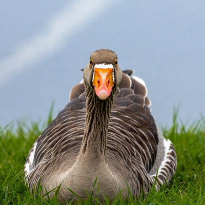 Goose sitting on green grass