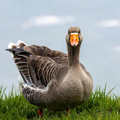 Goose standing on green grass