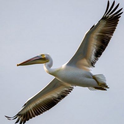 White pelican flying with wings spread