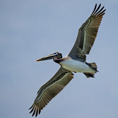 Brown Pelican Flying in Sky