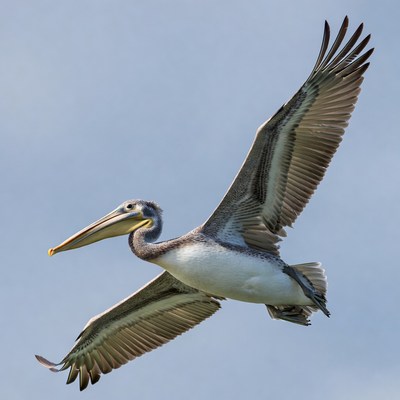 Brown pelican flying over sky