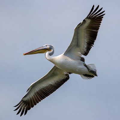 Pelican flying with wings spread