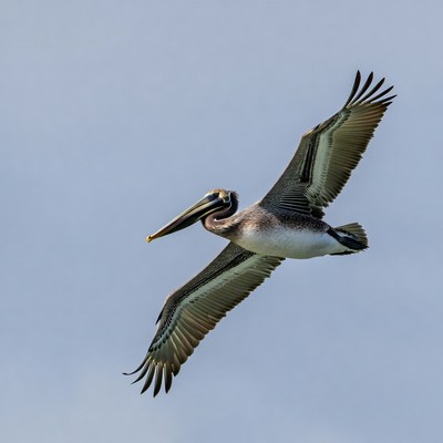 Brown Pelican Flying in Sky