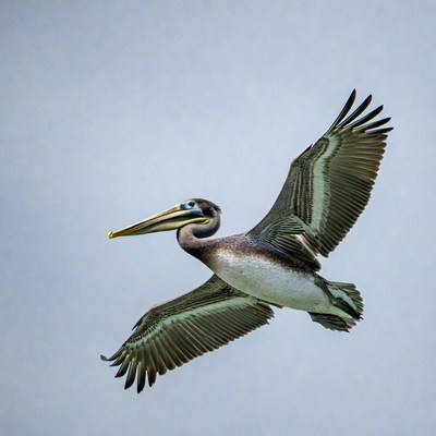 Brown Pelican Flying in Sky