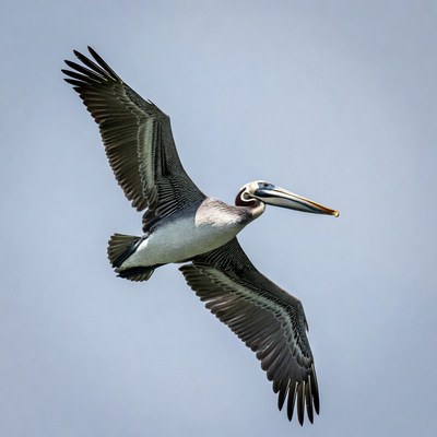 Brown Pelican Flying in Sky