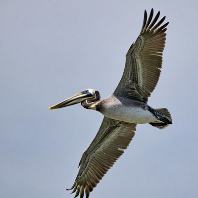 Brown Pelican Flying in Sky